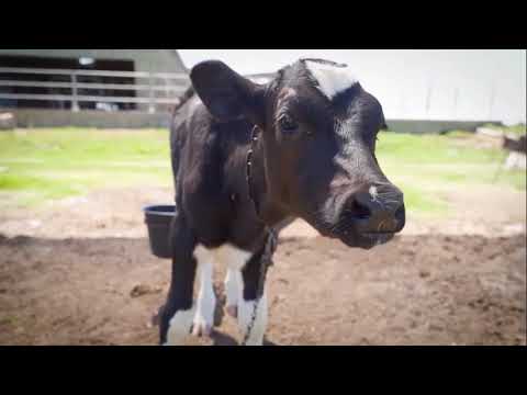 Nutrición animal agua en TAMBOS
